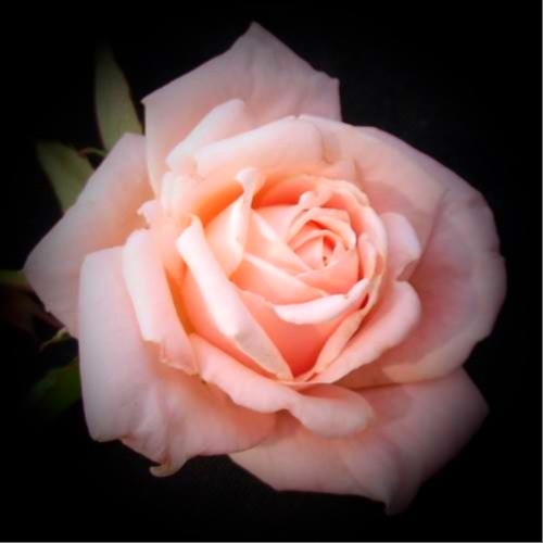 Things the Constitution does not guarantee:

Financial security
Free housing
Free health care
Free E...