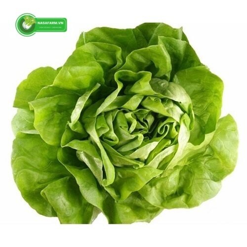 Thuộc nhóm rau ăn lá giàu giá trị dinh dưỡng, xà lách ta của Nasafarm được giới thiệu như một nguồn ...
