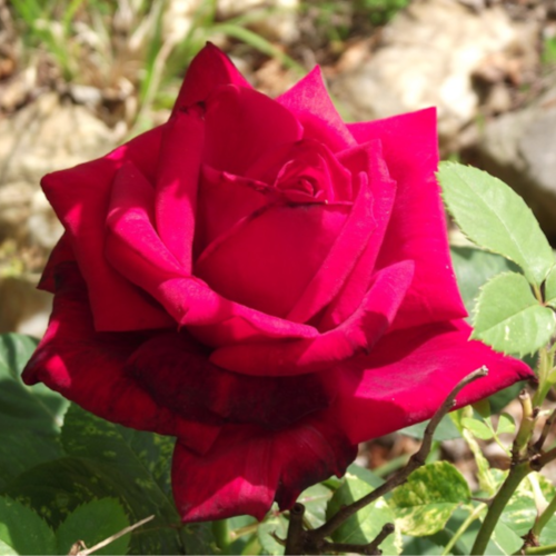 Earth to Denver:  If you have a problem with Venezuelan gangs, and you know where they are...𝘀𝗵𝗼�...