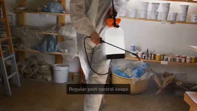 Protect Restaurants Cafes With Reliable Pest Control London

Restaurants and cafés face higher pest ...