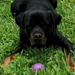 Rottweiler Lover. Christian ✝️ Conservative. Trump. Maga. 💪🇺🇲Pureblood. Patriot Female. 
 NO DM'S