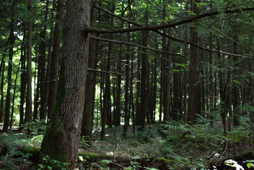 Brian Armstrong says the US is "missing the forest through the trees" on stablecoin yields.
