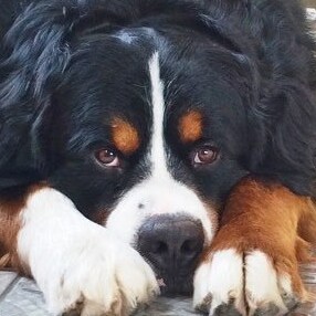 Mom, Grandmother, America First Conservative 🇺🇸 Remember Biden killed 13 young service men and women.   Never Forget! ...