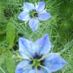 Chloris