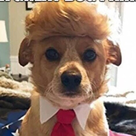 Diehard Conservative & Trump supporter. I was a 32 year listener of Rush Limbaugh & now a rabid WarRoom listener. I am a wife,mother &grandmother. ANIMAL lover!