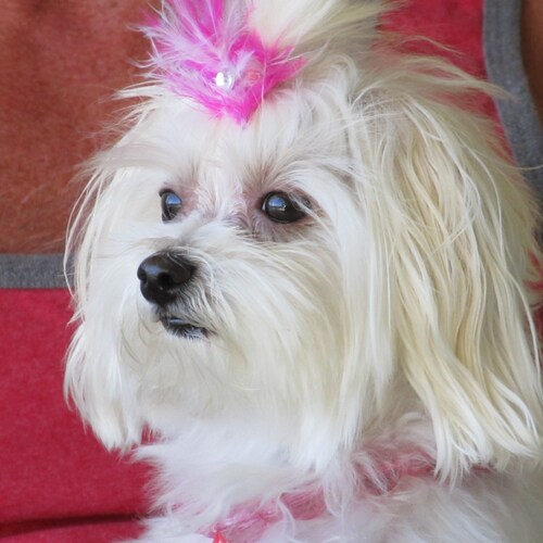 Stop Political Foes Killing & Bankrupting Us. Failure is death of your Spirit!  Stop CRT, Woke BS, Gov Control, Oppressi...