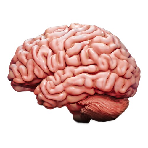 Interesting #facts, #thoughts, and #science around the thinking mind.  👍
⚠️ Warning! This account may increase your knowledge.