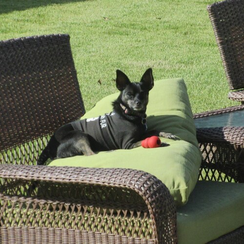 Married to Wonderful USAF (Ret) Physicist/Computer/Space 'Stuff'/Satellites Guy - Allergic to Globalists and Illuminati ...