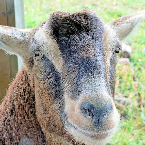 Forces of Evil Want to Steal Our Freedom
“They who can give up essential liberty to obtain a little temporary safety des...