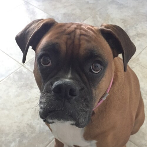 Old enough to know shit
Smart enough to not step in it!