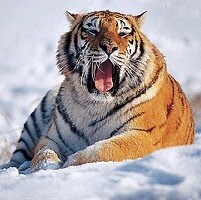 I'm a day trader, not a financial advisor