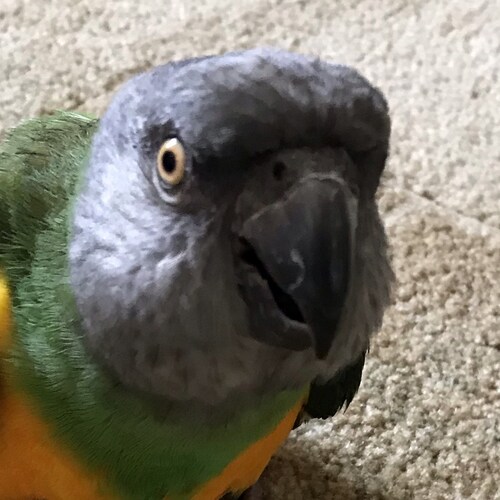 Veteran, never follow blindly, bleeds red, white and blue, pro 1A, 2A and Constitution, live free or die fighting for fr...