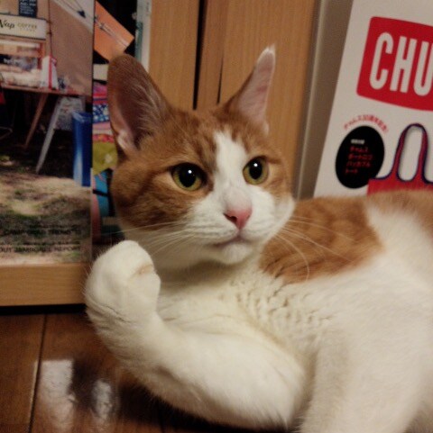 動物と自然が好き🥰❤️WWG1WGA❤️