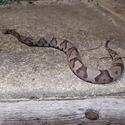 Independent Flatbed owner operator-No More!!😒