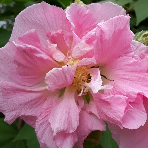 🍊Conservative,🍊MAGA ,Pro military, Pro LE, Pro Life, Non PC,pro 1st, 2nd Adms, Bible Believer, suspended  permanently ...