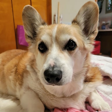 CorgiGirl