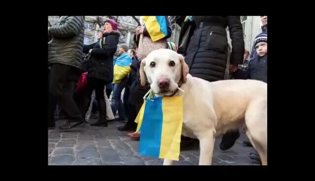 WAR: Ukrainian love pets ❤️
#ROLF #NFSC #Humanity 

