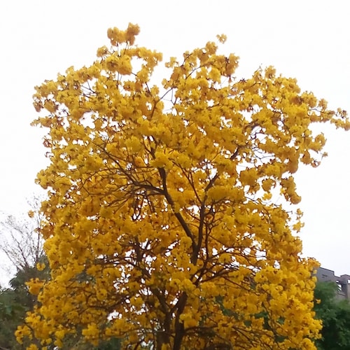 喜馬拉雅寶島台灣農場