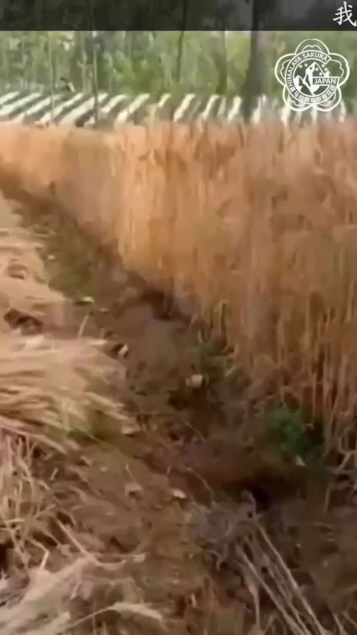 樱花【时事要闻】
近日，各地再次出现 #不让农民用收割机，说不环保，农民只能 #晚上偷摸割