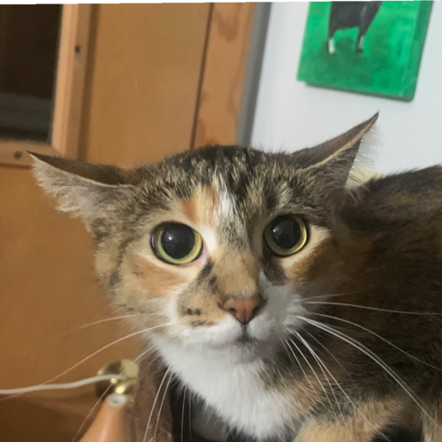 Supporter of CIC, Trump.  We the People America First  Mars 2A Patriot Veteran 
#NationalGuard #pureblood