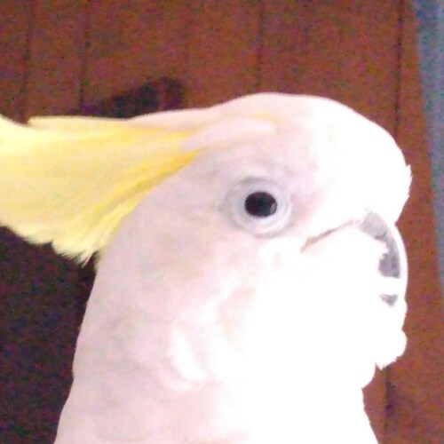 God, Family, Trump.  Trump won but he'll be back.  Freedom convoy must never end.  If we don't save America we will loos...