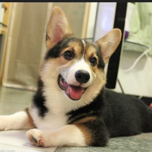 Visit kalagougou's profile on GETTR. View their posts, photos, videos, and connect with them on the social platform.