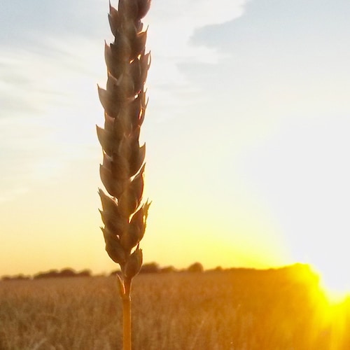 Visit farmsister's profile on GETTR. View their posts, photos, videos, and connect with them on the social platform.