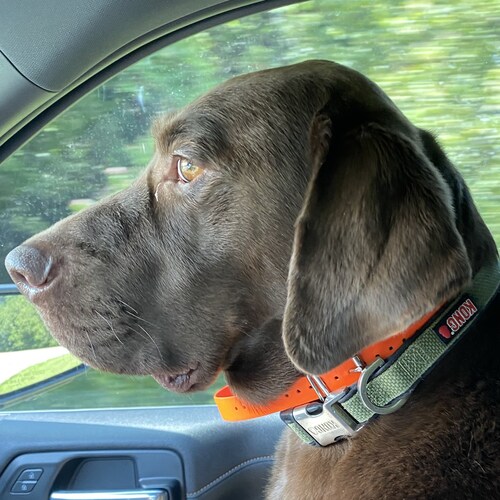 Marine Corps Veteran (Combat Disabled)