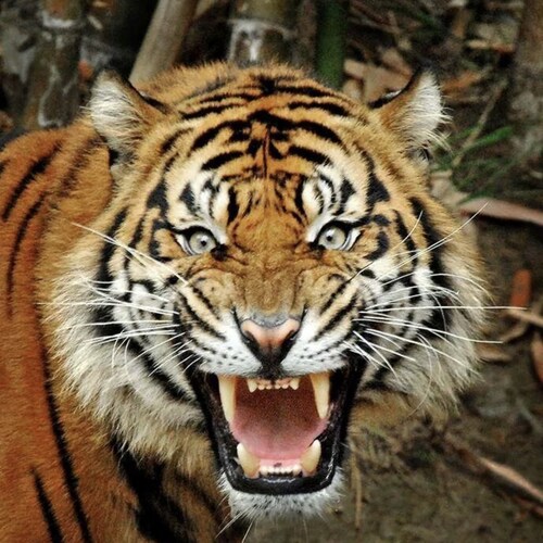 Choose Life (Red Pill)
Sur Twitter @DjaonBea_II