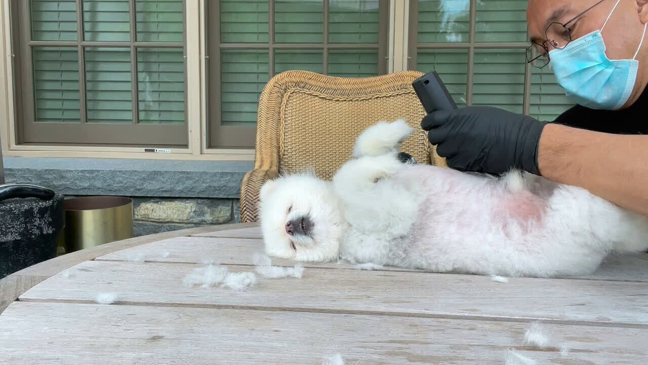 灭共灭贼容易·替SNOW理发难呢？但是爱．耐心．执着……能让狗比人还懂事．识大体！有些人真不如狗！