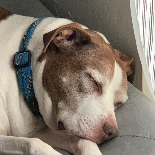 Conservative not Republican! Deepstate is real    trying to be a better Christian Trump won 2020 No Vax mandates I survi...