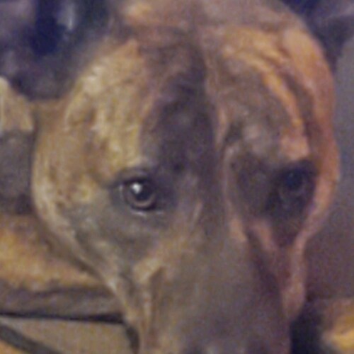 Even if joe has covit he won't remember anyway. How much
You won't to bet it's just a p.r. stunt