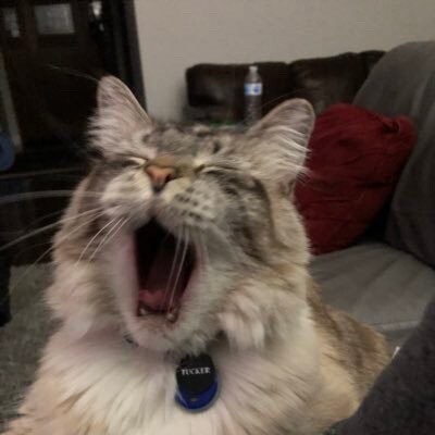 Conservative for life. Patriot🇺🇸🇺🇸, Cat lover, X-Californian, MAGA. back the blue, Trump is my President!