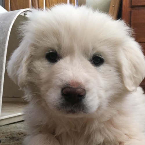 Visit Bellamae2017🐾's profile on GETTR. View their posts, photos, videos, and connect with them on the social platform.