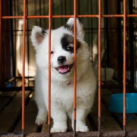 Socialism for animals all around the world. Animals deserve every right a human is afforded. Animals need free medical care, shelter, and food. Animal Rights!