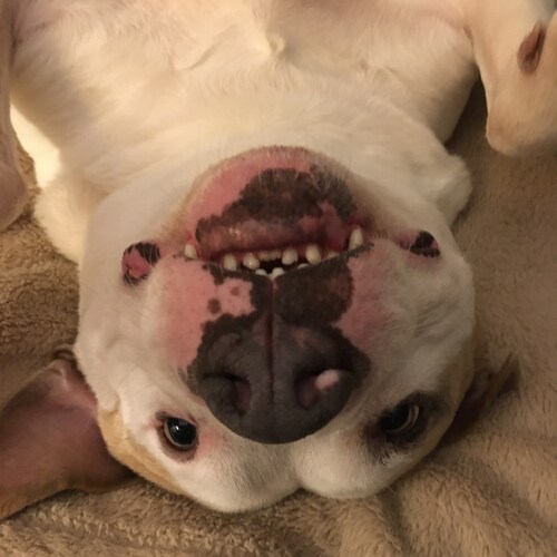 I collect spores, mold, and fungus.  Vet, American