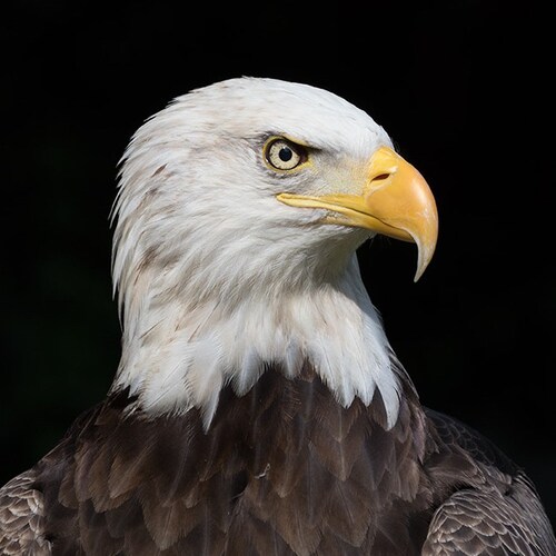 Don’t live in fear. 
Stand for what’s right.
Embrace life.
Defend the weak.
Seek truth. 
Trust God.