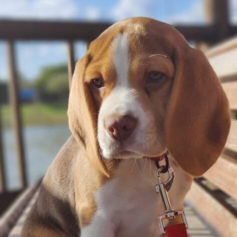 Dr Malone sent me here