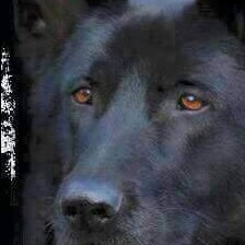 2A lives matter..🇺🇸 
MAGA EXTREMIST 
FUCK JOE BIDEN