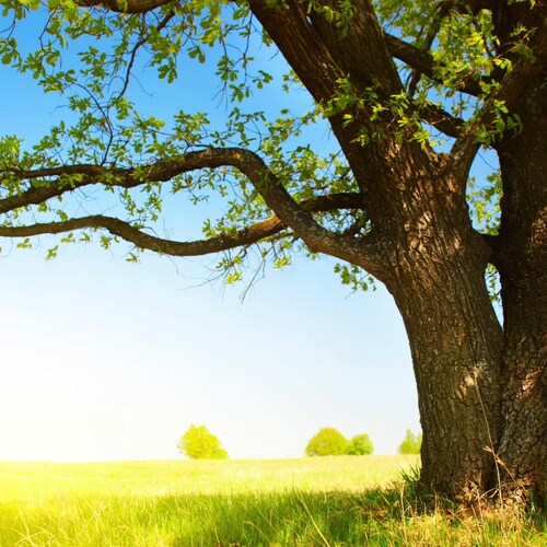 Love☆Pray☆USA☆Freedom 
  ❤       🙏🏻       🇺🇸          🦅 
#Trumpy #Hangovergang #Creeksquad