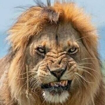 We The People USA are pissed off! Consent of the Governed! Freedom Wins!
#IvermectinWorks
#SoundofFreedom 
Conservative ...