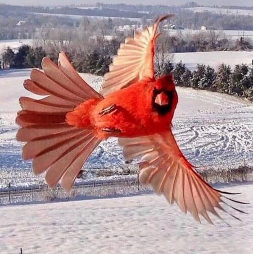 Conservative Christian educator. Trump supporter. 🍊