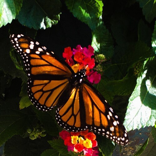 Jewelry Store Owner/Operator.