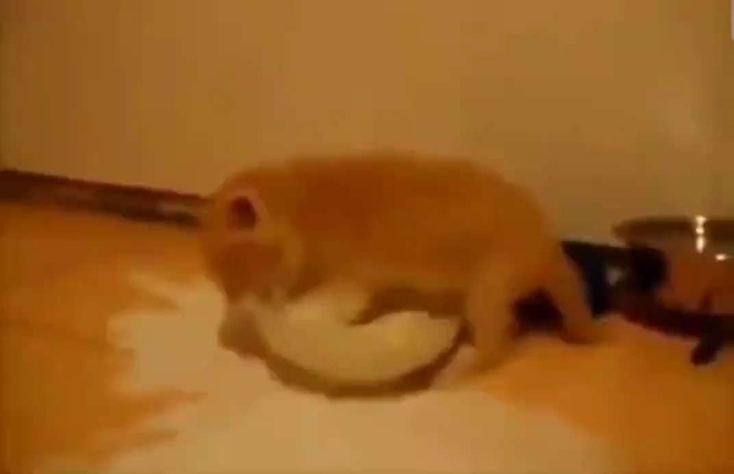 Go to bed, kitty. You're drunk 🥴