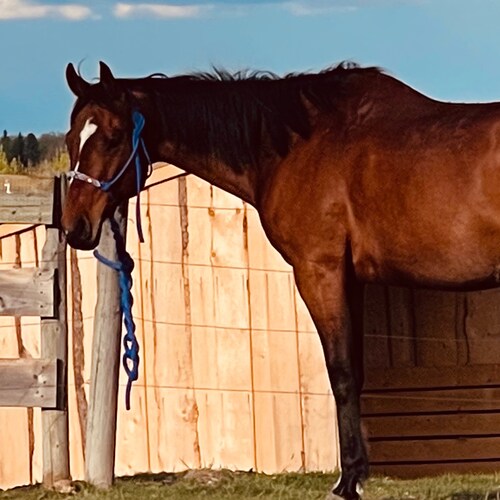 Alberta proud,  family orientated. I believe in freedom for all. Love our southern friends! 🇺🇸🇨🇦 Member of the fring...