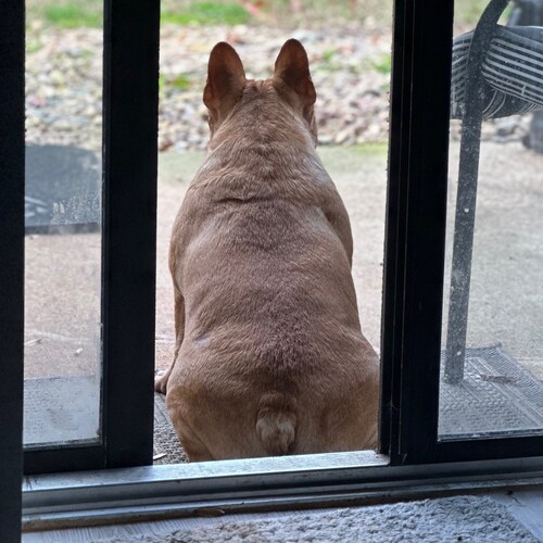 Faith, Family, Country, 2A, Horses, Freedom, Bulldogs, ULTRA MAGA, 🇺🇸🙏🇮🇱🙏