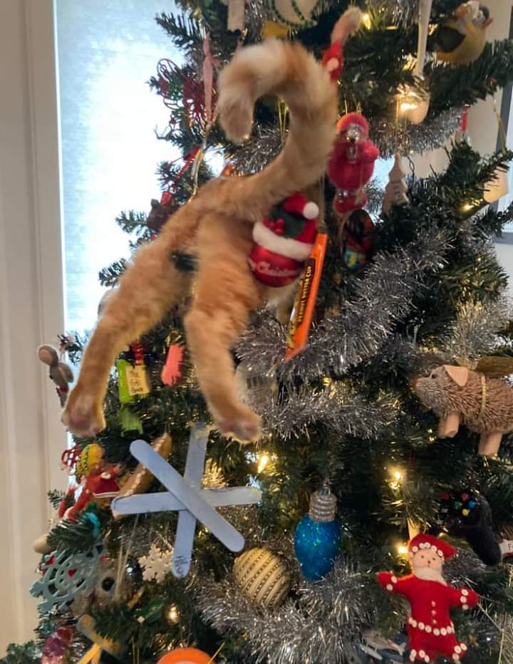 Christmas card worthy 🤣