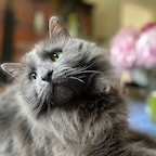 catcat