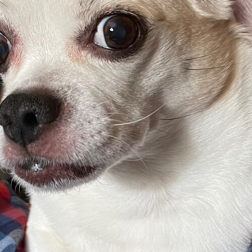 conservative , dog lover , Mets fan, god fearing catholic, happily married, MAGA, Trump 2024 , gun lover