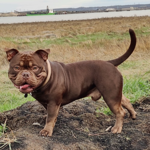 🏴󠁧󠁢󠁥󠁮󠁧󠁿🏉.
Pro brexit. Anti -Vax
Reform is our only hope